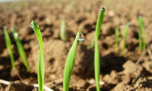 Agriculture et eau potable : l'État n'assume pas ses engagements !