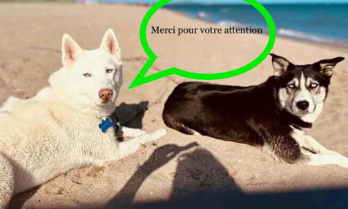 Aidez-moi à retrouver mes deux chiennes Husky !