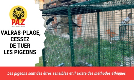 Mairie de Valras-Plage, cessez de tuer les pigeons !