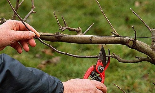 L'arrêt des tailles d'arbres