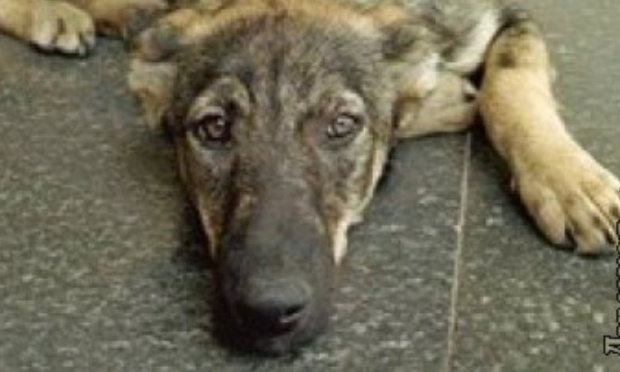 Stop aux massacres massifs des chiens et des chats dans la ville d’Odessa !