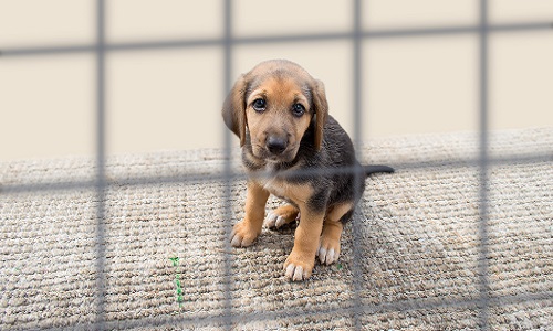 Que l'on fasse une loi pour punir ceux qui font du mal à tous les animaux