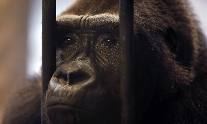 Urgent : Libérez Bug Noi