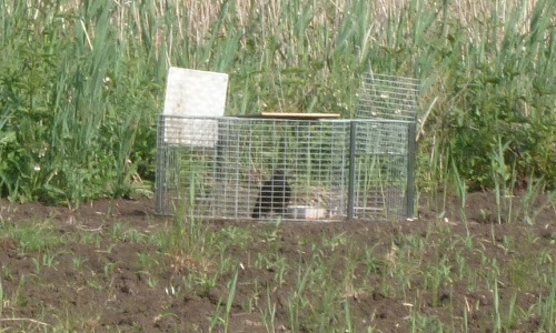 Pour une réglementation sur la taille des pièges à corvidés