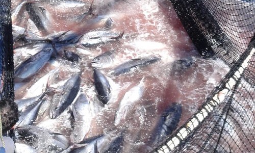 Sauvons les thons rouges en Méditérrannée