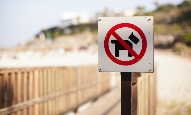 Pour l'autorisation des chiens sur les plages du Finistère !