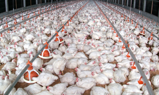 Pas de ferme-usine à Plestin-les-Grèves !