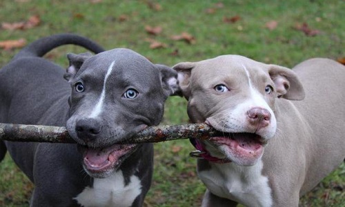 Liberté pour les Pitbulls