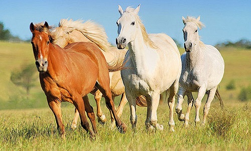 Arrêtez de manger des chevaux