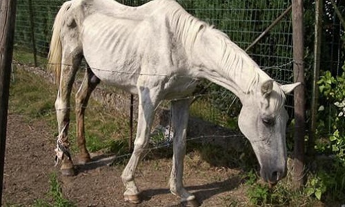 Non à la maltraitance des animaux !