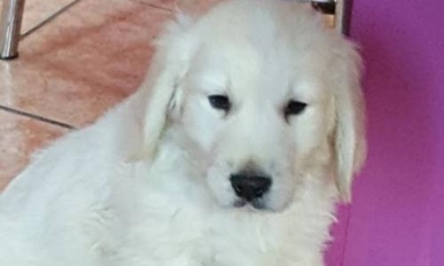 Fermeture de l'élevage ''Happy dog'' !