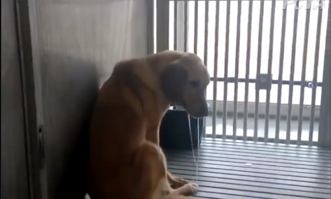 Stoppons définitivement la cruauté des scientifiques envers les animaux !