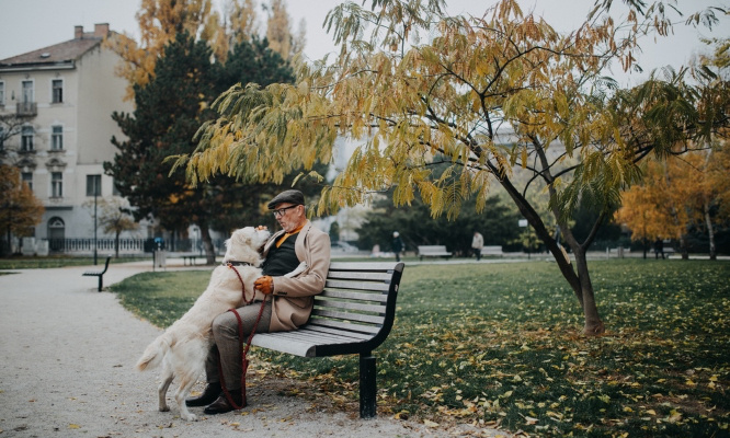 Rendez nous nos bancs pour nos chiens !