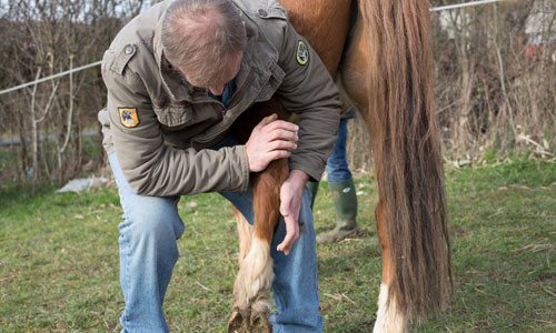 VAE du DIE d'Ostéopathie Vétérinaire