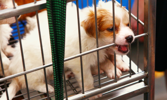 Stop aux usines à chiots dans les pays de l'Est !