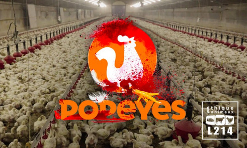 Popeyes, stop à la cruauté envers les poulets !