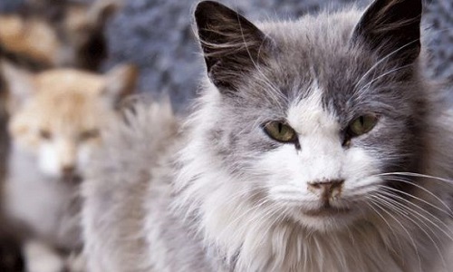 L'aide de la SPA aux associations pour chats errants sans arrêté Municipal !