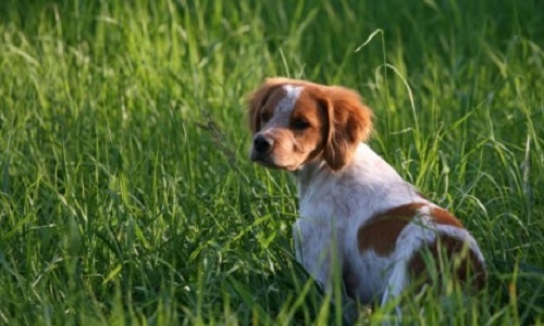 Peine maximale pour le massacre de ce chien !