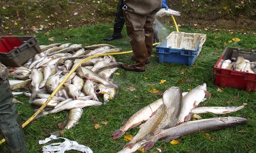 Contre l'installation d'un pêcheur professionnel dans l'Yonne