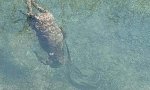 Pour une application sans aménagement de la peine de 10 mois de prison pour le propriétaire du chien lesté et noyé.