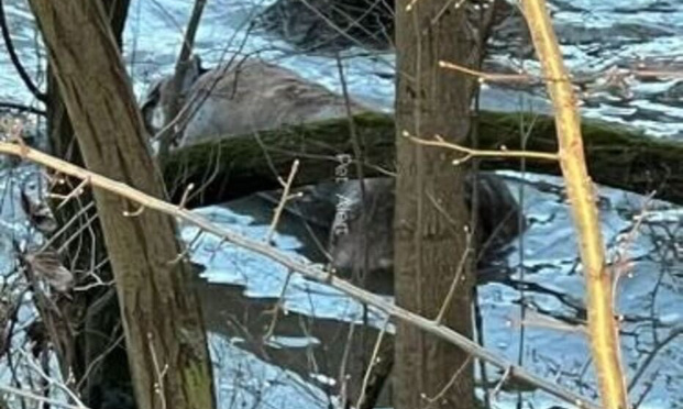 Justice pour ce chien retrouvé mort, les yeux arrachés, mutilé, brûlé à l'acide