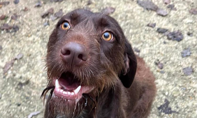 Mobilisons-nous pour Sky, volée en pleine nuit à la SPA de Périgueux