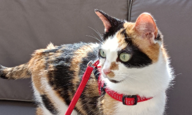 Urgent : Aidez-moi à retrouver ma chatte Léontine !