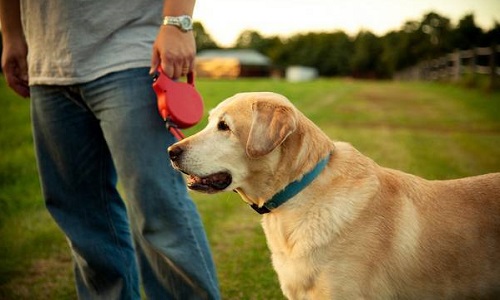 Un vrai permis ''chien'' obligatoire pour toutes les races de chiens