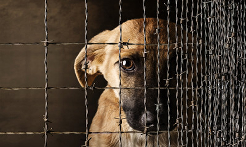 Plus de réactivité pour sauver les animaux maltraités