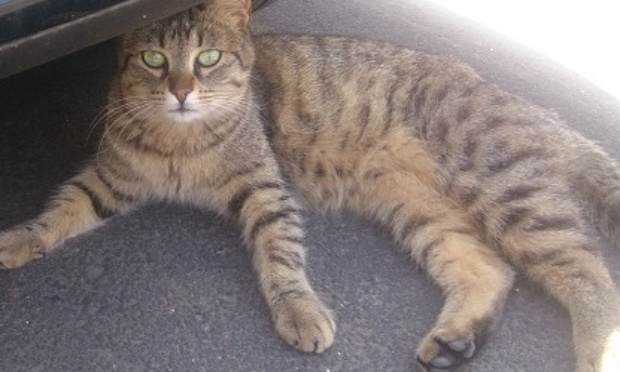 Stop aux procédures en justice contre l’Association Cœurs de Matous qui l'empêchent de nourrir et d’abreuver les chats 