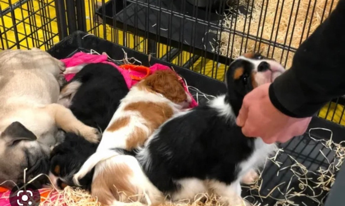 Stop au salon du chiot aux arènes de Metz