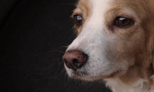 Une peine d'emprisonnement ferme pour l'auteur du chien massacré à coups de marteau