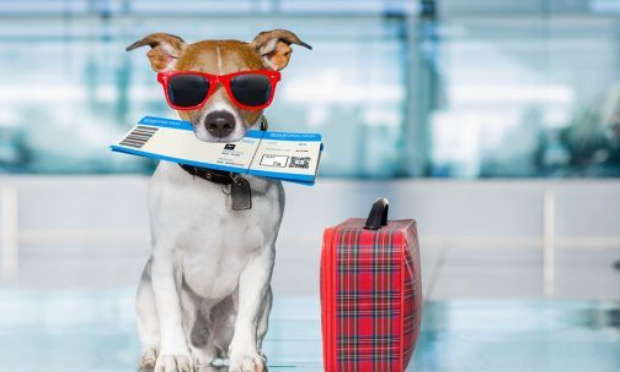 Contre l'augmentation abusive des tarifs pour le transport aérien des animaux de compagnie entre les DOM et l'hexagone