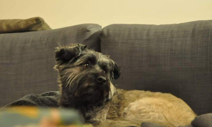 Praline tuée par deux chiens dangereux divaguants connus ! Arrêtons-les !