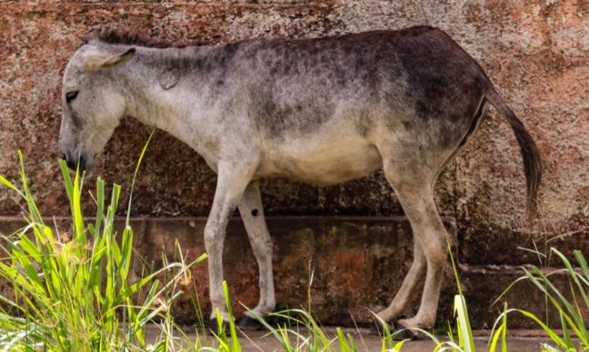 Respectez les animaux ils sont meilleurs que vous.
