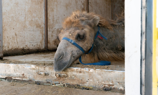 Stop aux animaux dans les cirques !