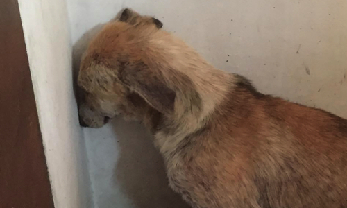 Pour un numéro d'urgence unique '' Urgence Maltraitance animaux ''