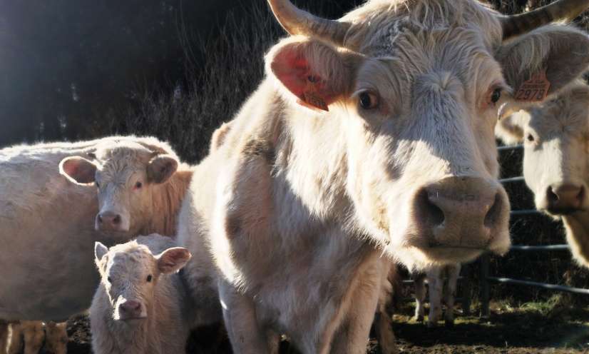 Pour la création de structures d'accueil pour animaux de ferme maltraités
