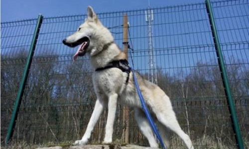 Laissez-nous Jahan notre bébé!