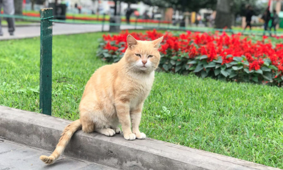 Empoisonnement des chats : pour un nettoyage du parc Kennedy sans pesticide !