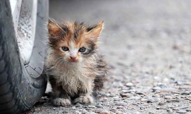Chats errants à Pagny : pour une campagne de stérilisation !