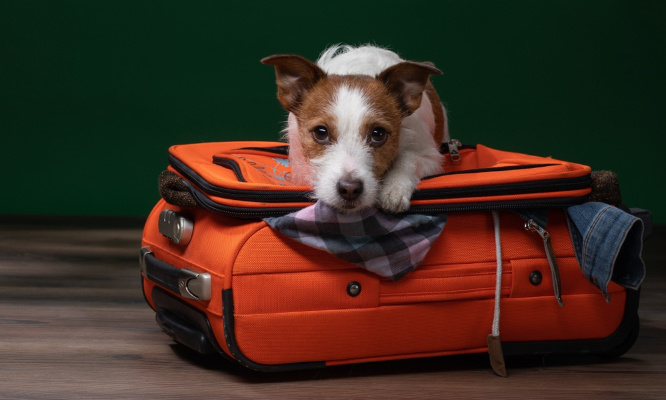 Pour l'interdiction de refuser un animal dans les locations de vacances !