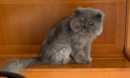 Adopter un animal à deux = deux noms sur un certificat de propriété