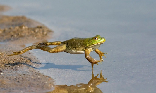 Stop à l'importation de grenouilles en France pour leurs cuisses  : cruauté animale indigne de notre pays !
