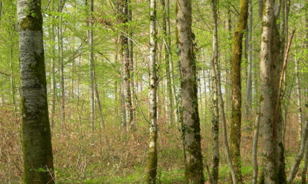 Sauvons les forêts / Save the forests !