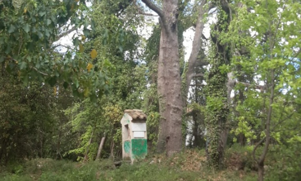 Urgent : Non à l'abattage de 72 arbres pour un parking provisoire à Peymeinade (Alpes Maritimes) !