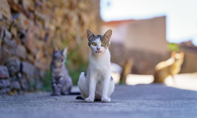 Stop aux captures intempestives