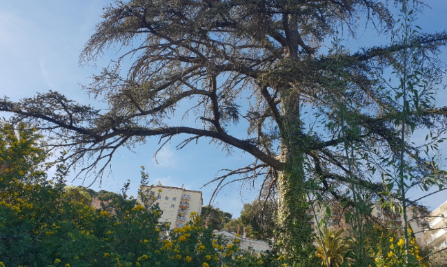 Non à la bétonisation du Vallon, un poumon vert, et à l’abattage du Cèdre du Liban, âgé de plus de 100 ans à Grasse