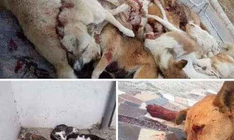 Pour une meilleure gestion de la population canine et féline au Maroc !