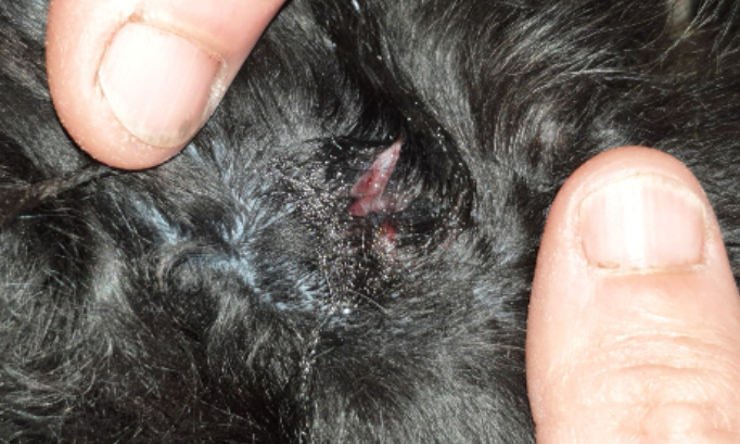 Halte aux chiens mordeurs!